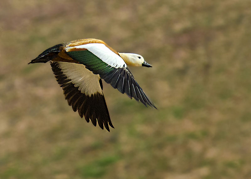 Casarca (Tadorna ferruginea)